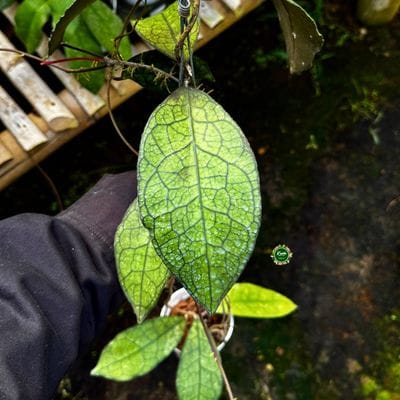 Hoya Clemensiorum Dragon Back